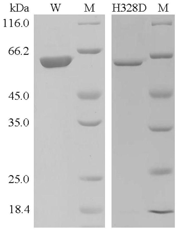 A kind of xylosidase mutant h328d resistant to sodium chloride and potassium chloride and its application
