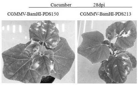 CGMMV (cucumber green mottle mosaic virus) induced gene silencing vector as well as building method and application thereof