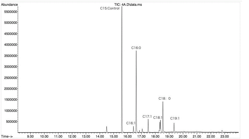 A system and its construction method for Escherichia coli to efficiently produce fatty acids