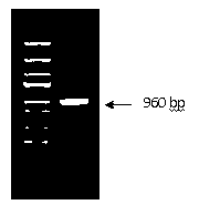 Preparation method of genetic engineering vaccine for preventing staphylococcus caprae mastitis application