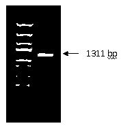 Preparation method of genetic engineering vaccine for preventing staphylococcus caprae mastitis application