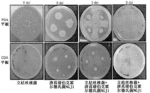 Novel protein against fungal pathogens