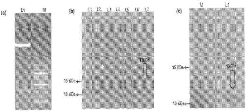 Novel protein against fungal pathogens