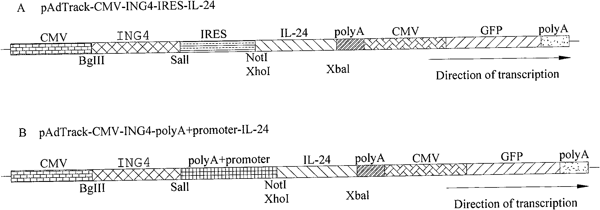 ING4 and IL-24 dual gene co-expression vector and application thereof