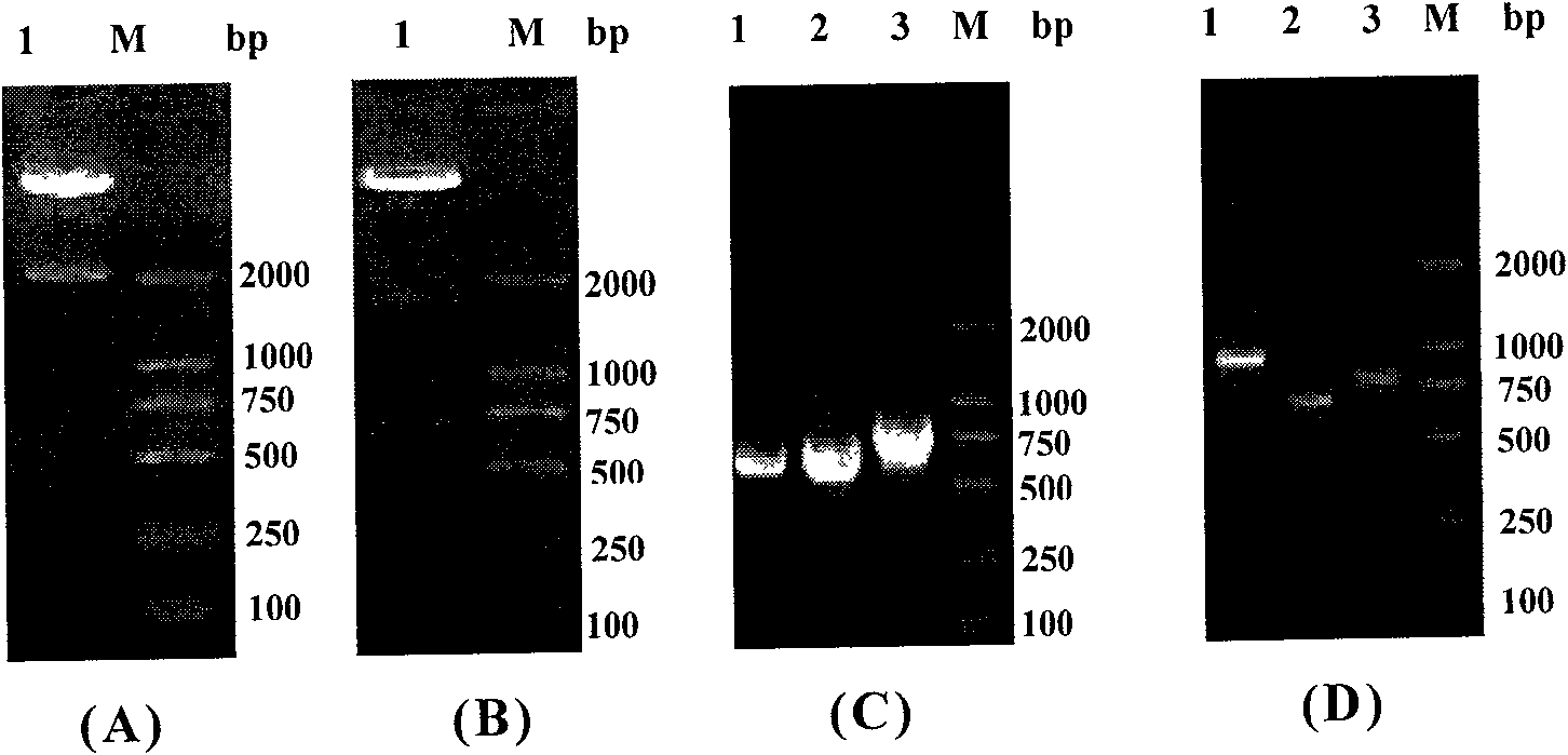 ING4 and IL-24 dual gene co-expression vector and application thereof