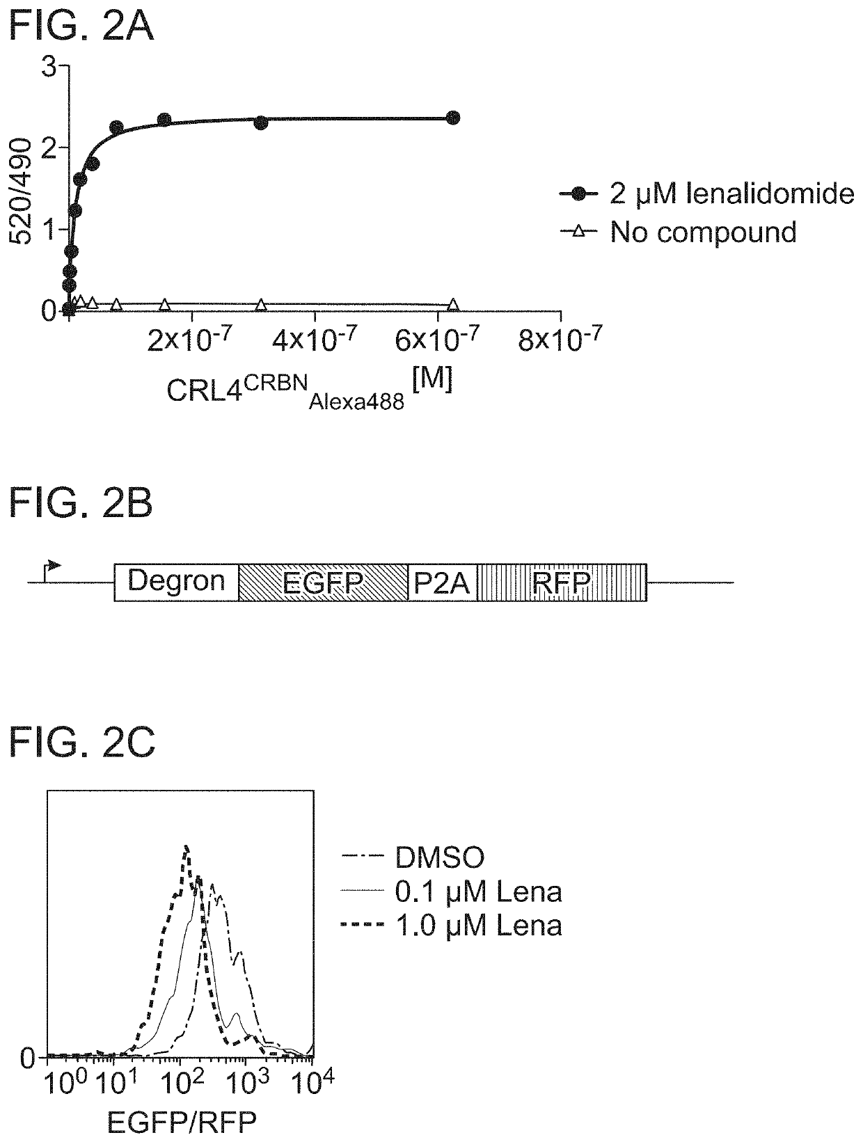 Peptide tags for ligand induced degradation of fusion proteins