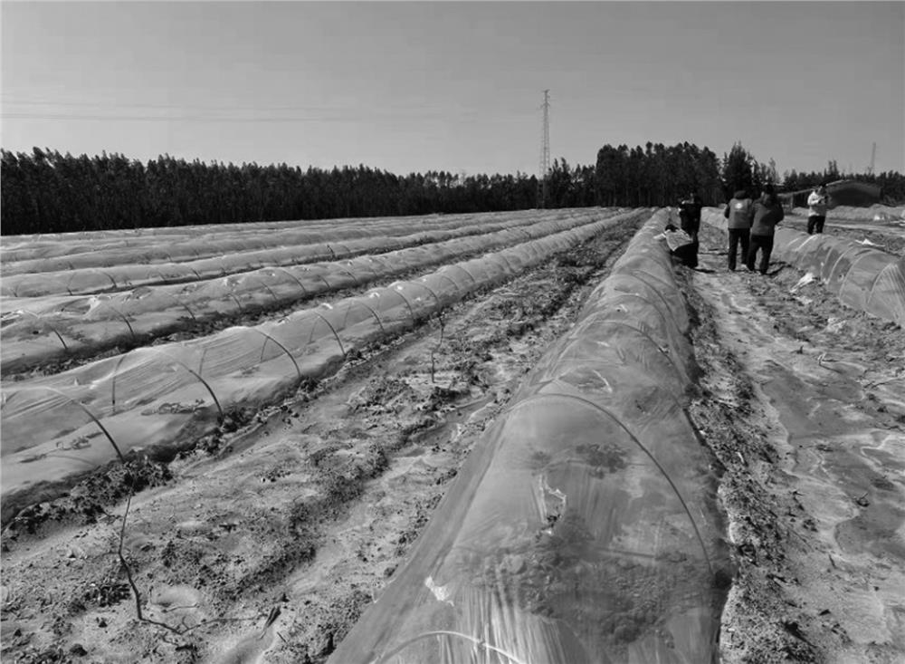 Overwintering cold-proof planting method for golden passion fruits in low-latitude and low-altitude areas