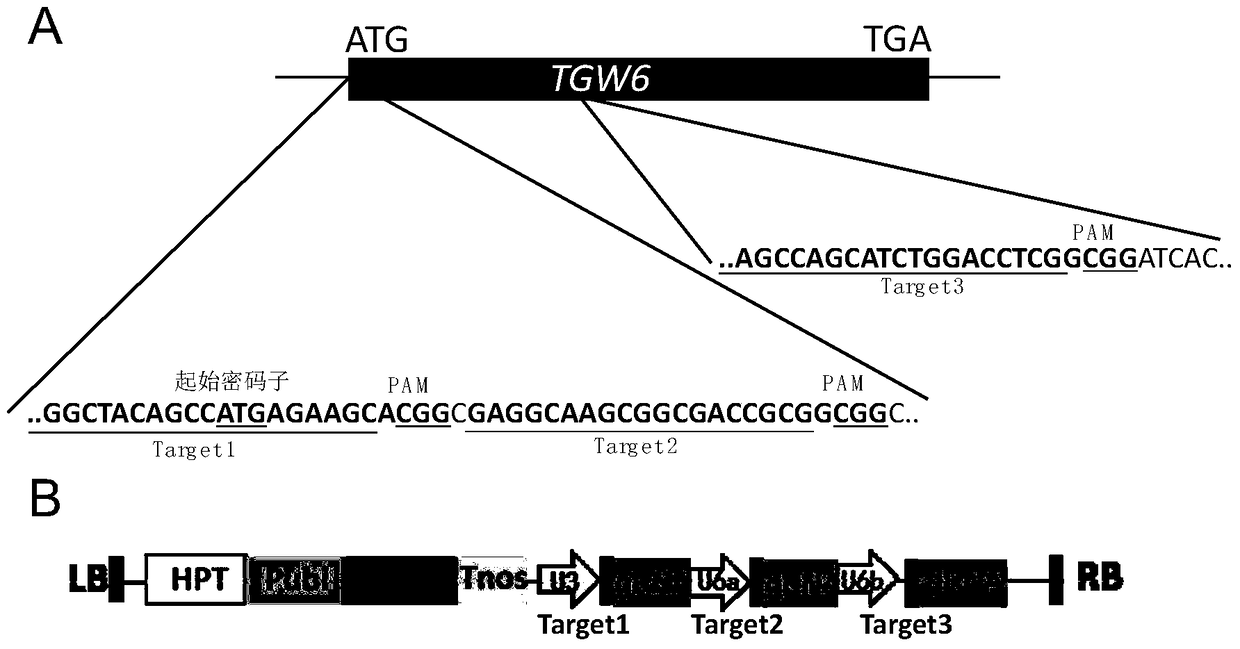 A rice thousand-grain weight gene tgw6 mutant and its preparation method and application