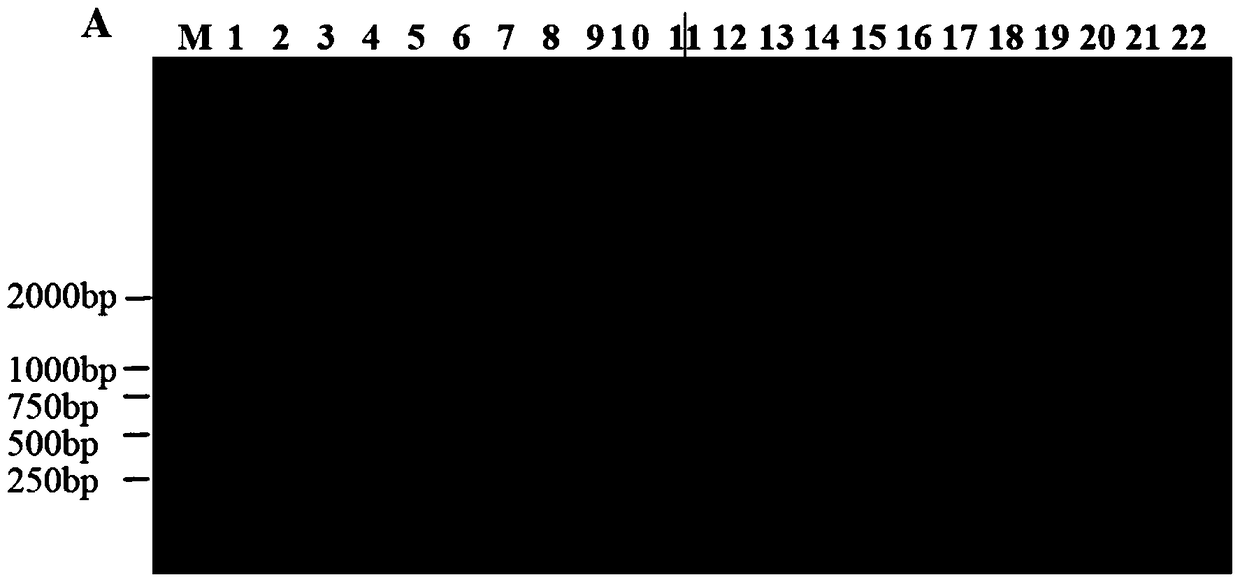 A rice thousand-grain weight gene tgw6 mutant and its preparation method and application