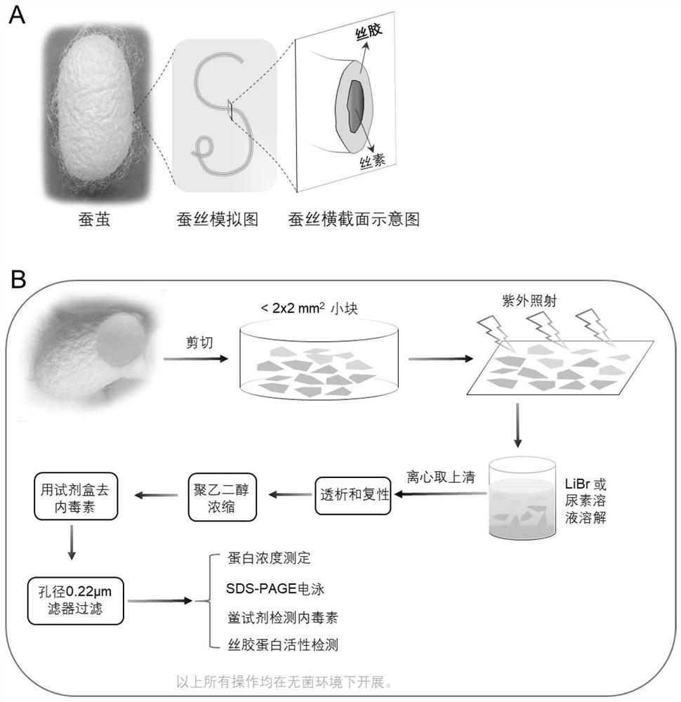 Sericin, its extraction method, as a cell antiviral immune enhancer and its application