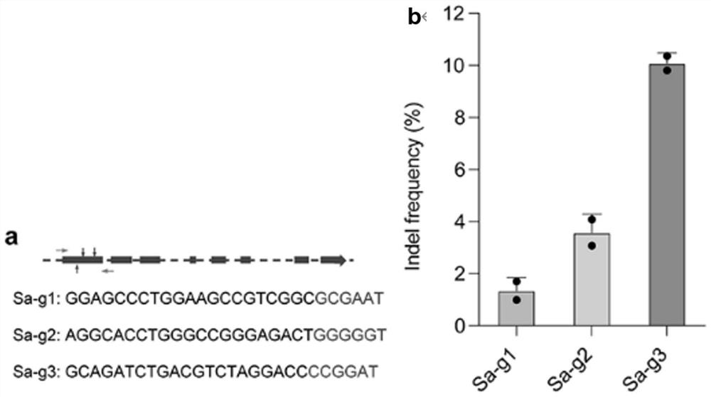 Application of Htra2 gene expression inhibitor in prevention of acquired sensorineural deafness