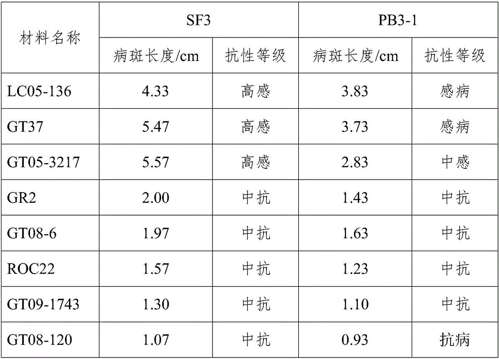 Method for authenticating sugarcane Pokkah Boeng resistance with in-vitro leaves