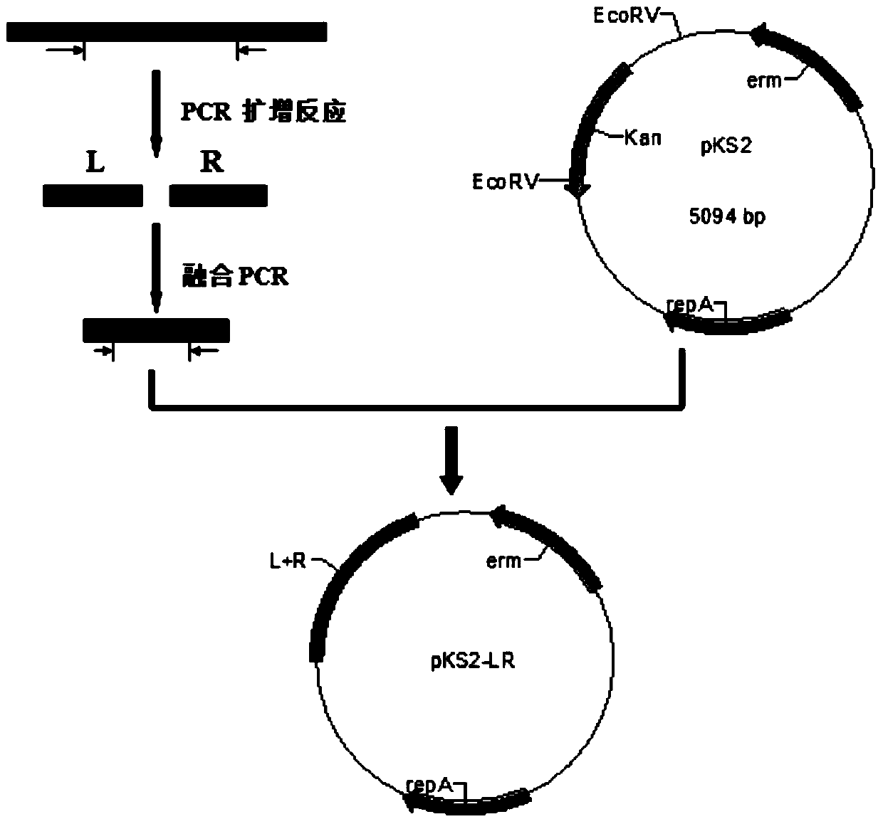 A kind of Bacillus subtilis recombinant strain and its preparation method and application