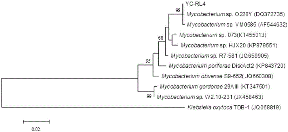 Mycobacterium YC-RL4 and application thereof