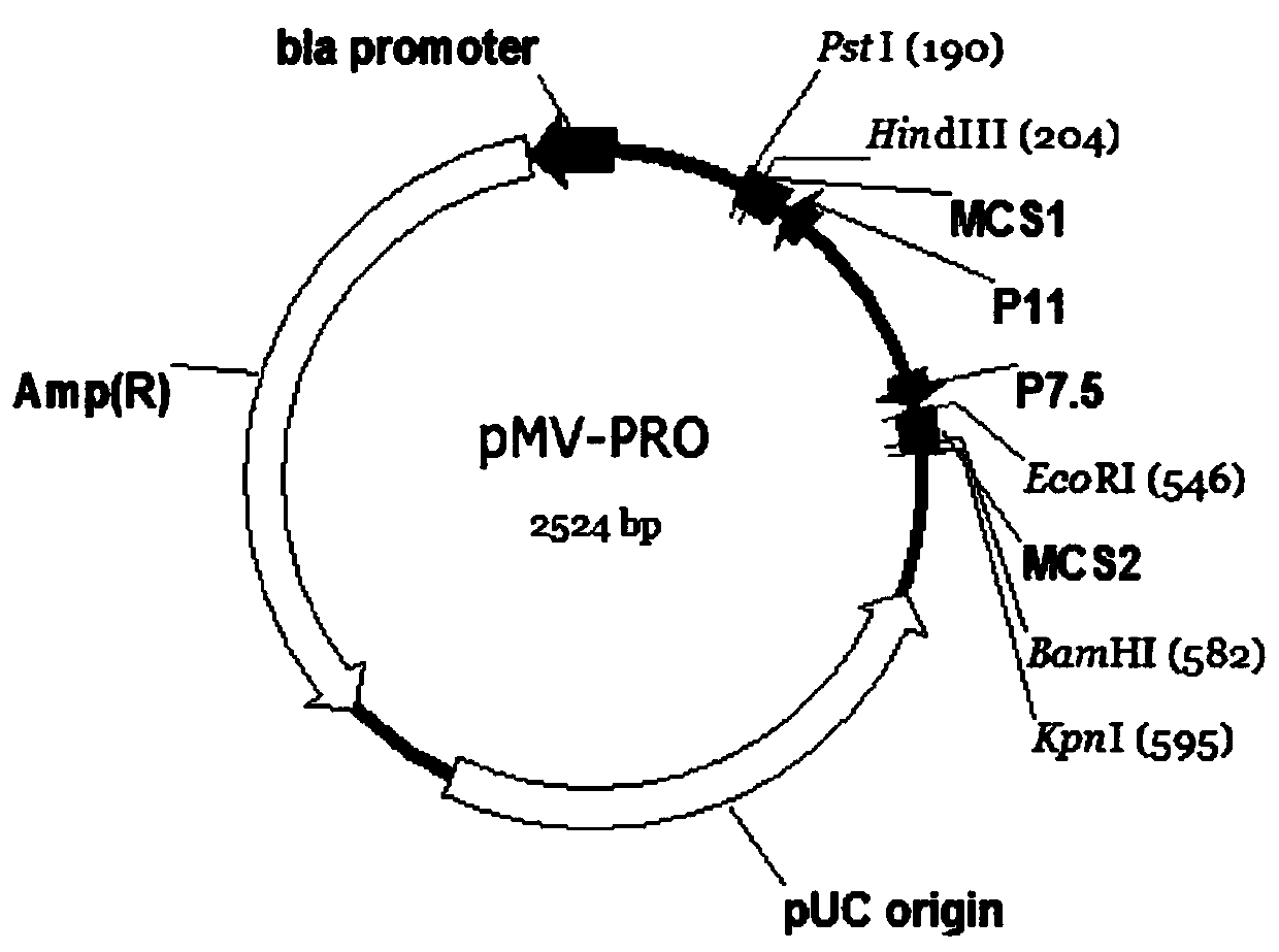 Target plasmid for removing Tian Tan strain VGF gene and preparation method thereof