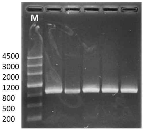 Target plasmid for removing Tian Tan strain VGF gene and preparation method thereof