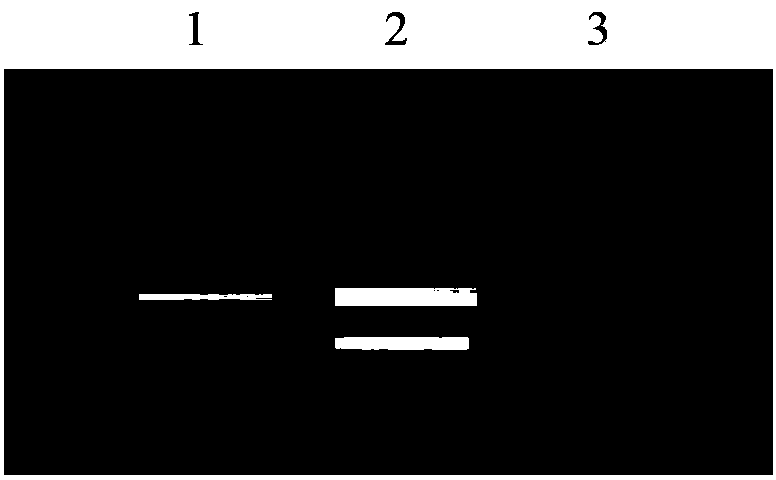 Plant salt resistance related protein, and coding gene and application thereof