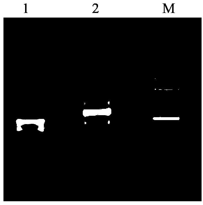 Plant salt resistance related protein, and coding gene and application thereof