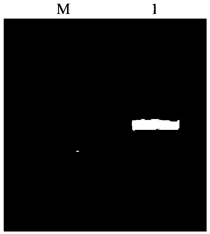 Plant salt resistance related protein, and coding gene and application thereof