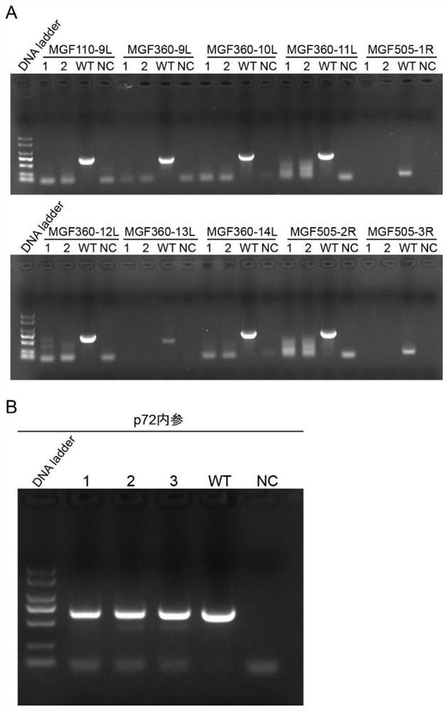 Construction of attenuated African swine fever virus strain without twelve genes and application of attenuated African swine fever virus strain as vaccine