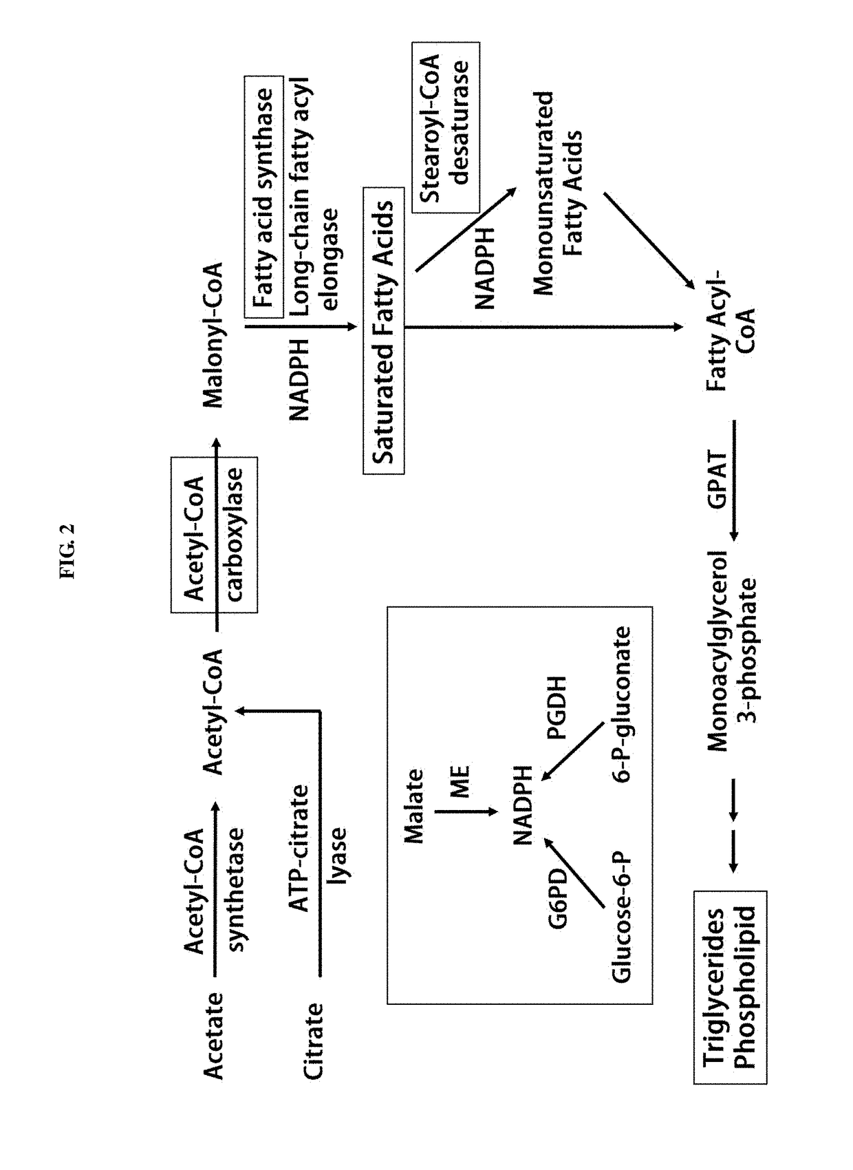 Pharmaceutical composition containing gpr119 ligand as effective ingredient for preventing or treating non-alcoholic steatohepatitis