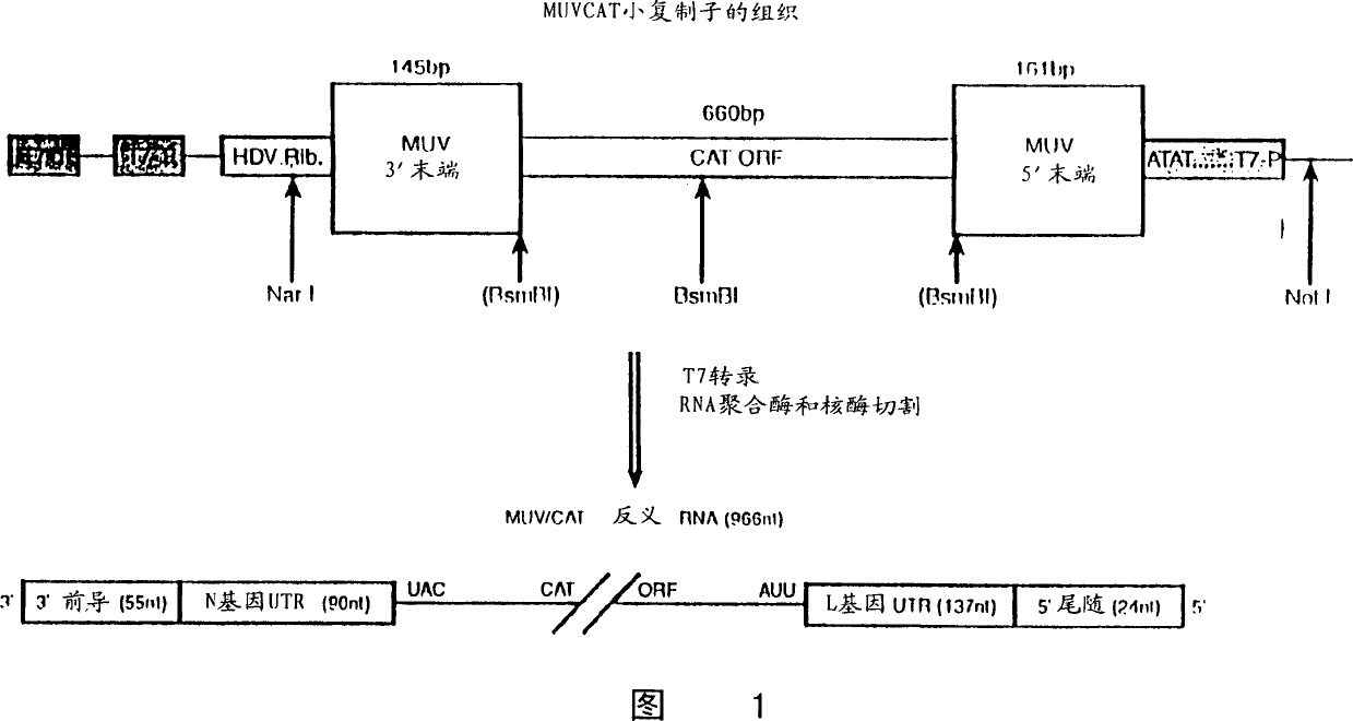 Rescue of mumps virus from cDNA