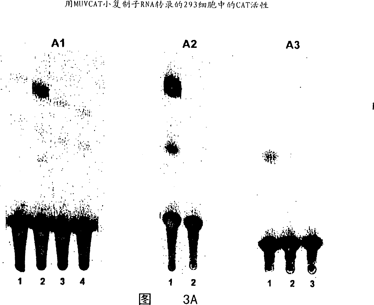 Rescue of mumps virus from cDNA