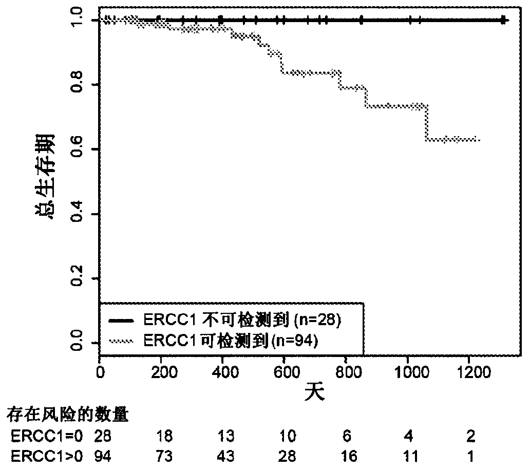 Ercc1 and other markers for stratification of non-small cell lung cancer patients