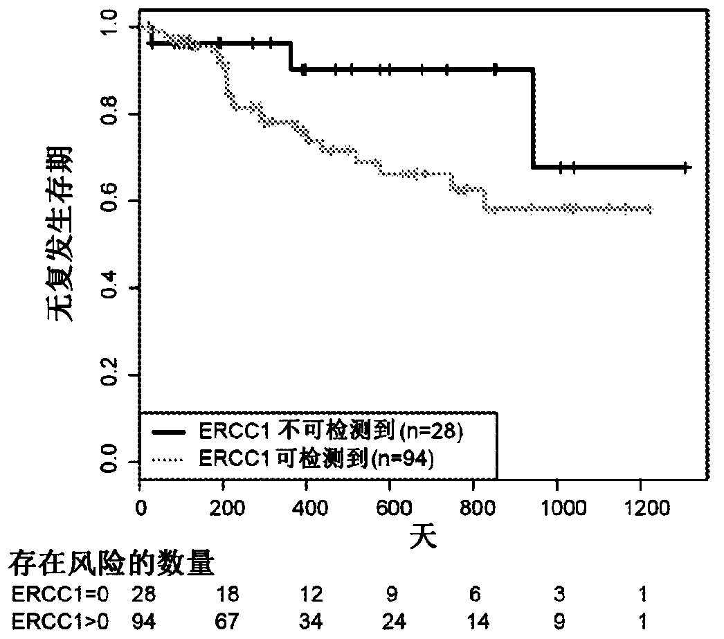 Ercc1 and other markers for stratification of non-small cell lung cancer patients