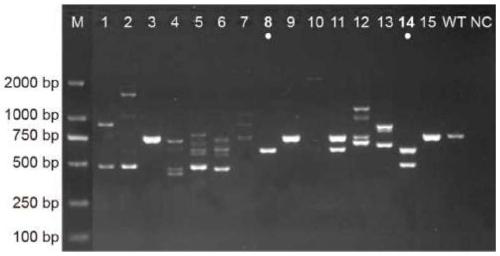 CHO cell line, construction method, recombination protein expression system and application