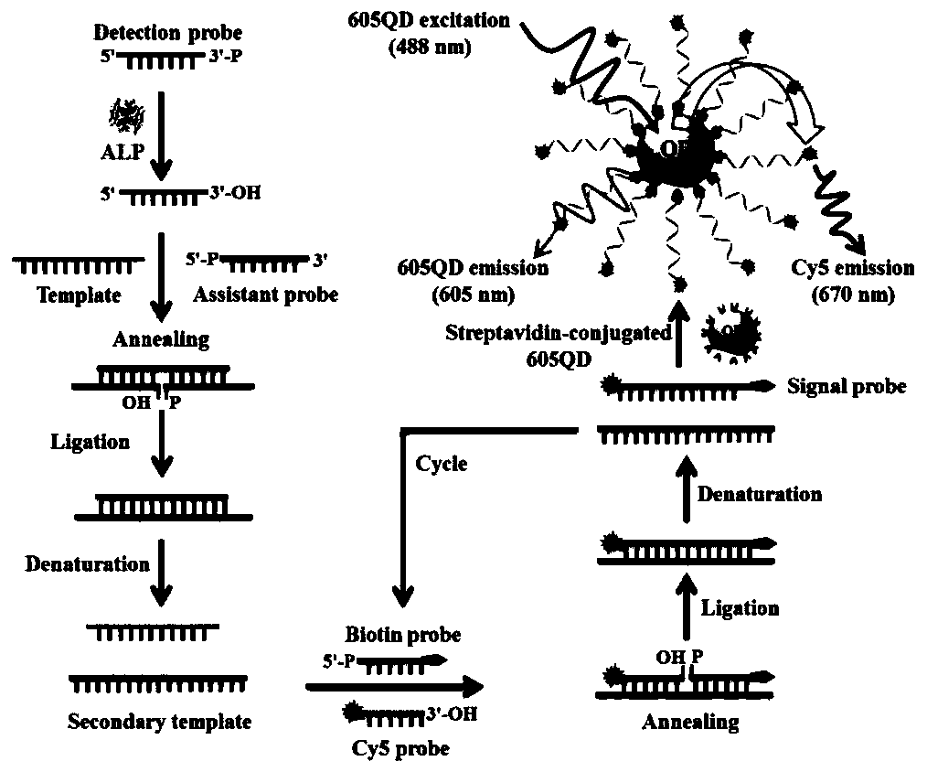 Single quantum dot nanosensor used for detecting alkaline phosphatase and based on ligase amplification reaction catalytic assembly, and application