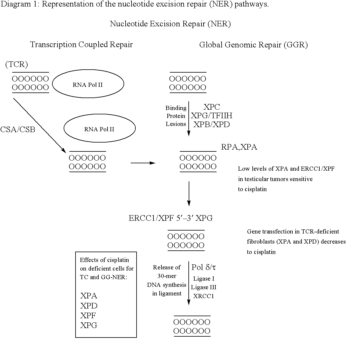 Device for assaying polymorphisms of gene xpd/ercc2 for the correct administration of chemotherapy for lung cancer