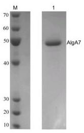 Novel cold-adapted alginate lyase AlgA7 and application thereof