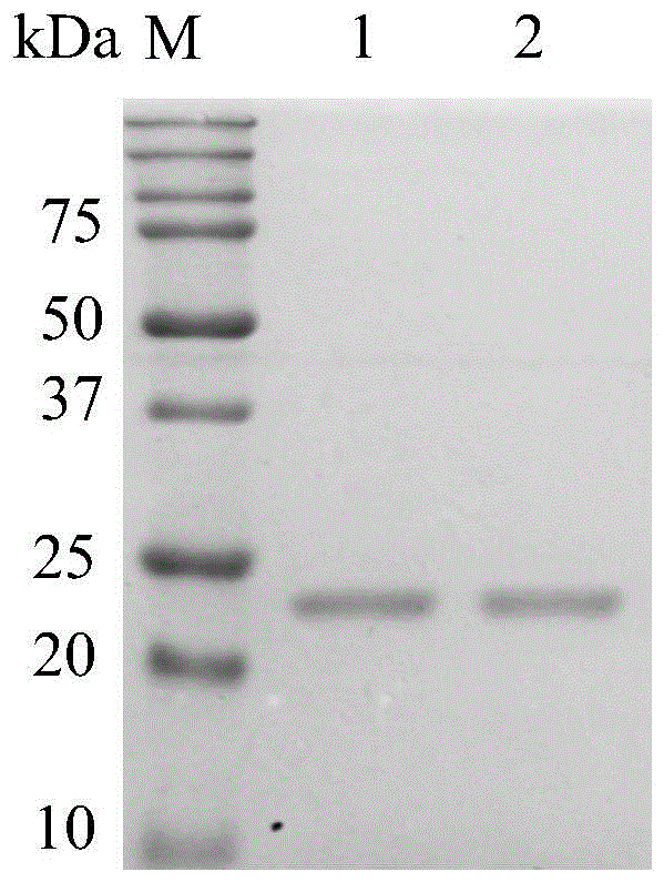 A kind of recombinant trypsin purification method