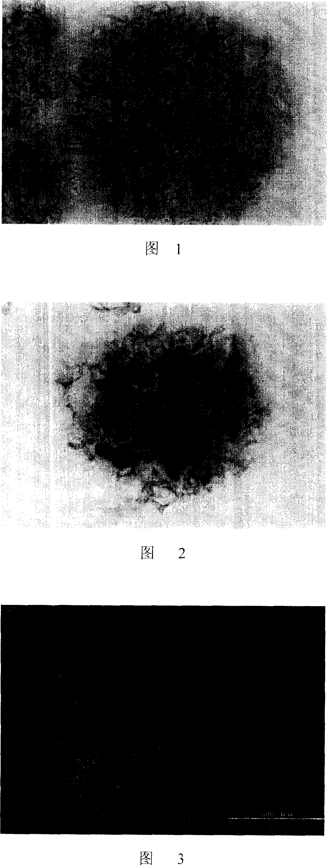 Method for in vitro amplifying, and in 3D solid culturing nerve stem