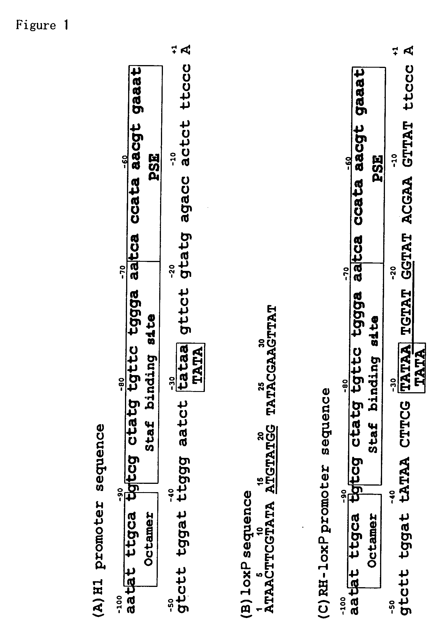 Novel rna polymerase III promoter, process for producing the same and method of using the same