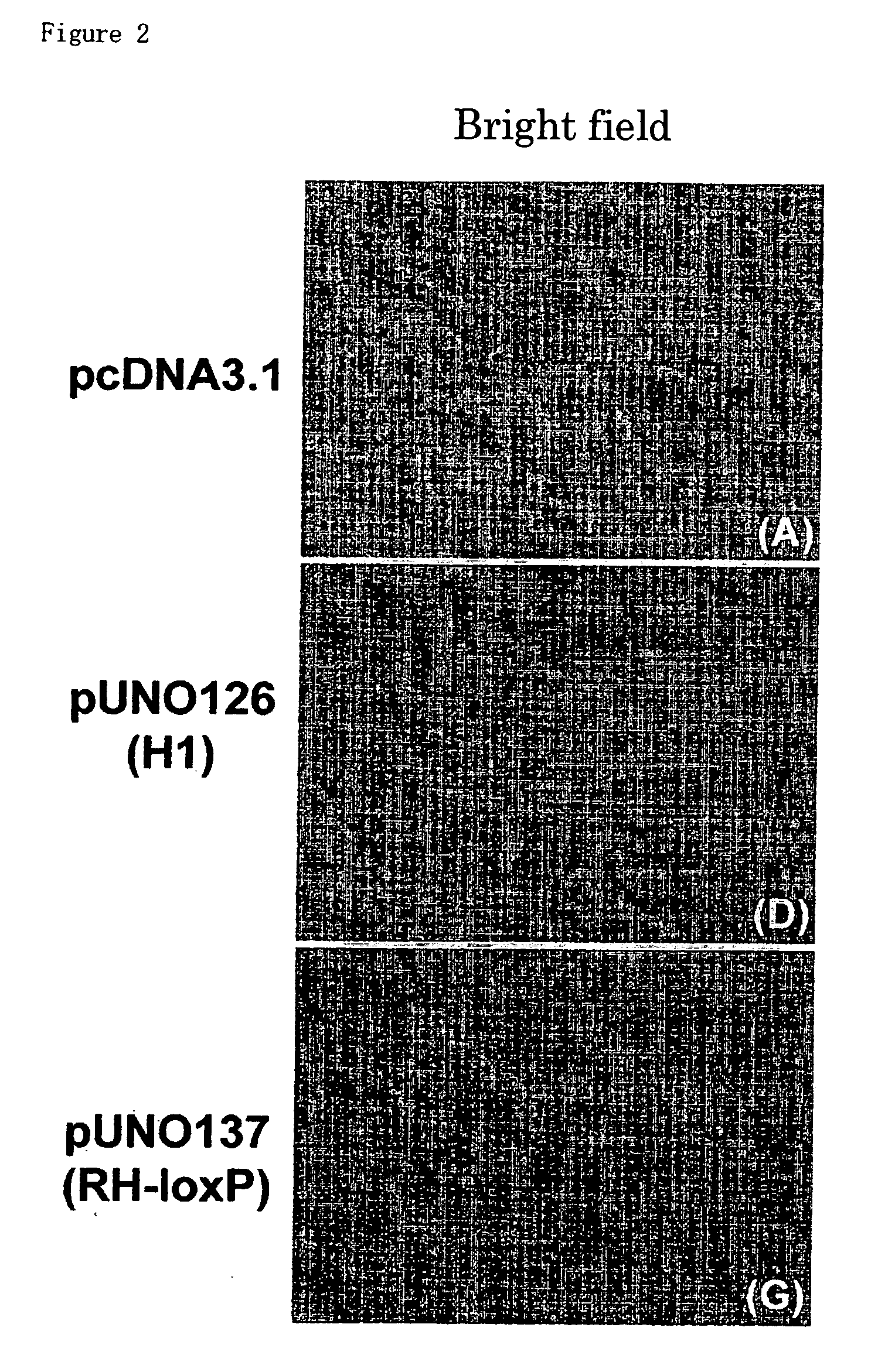 Novel rna polymerase III promoter, process for producing the same and method of using the same