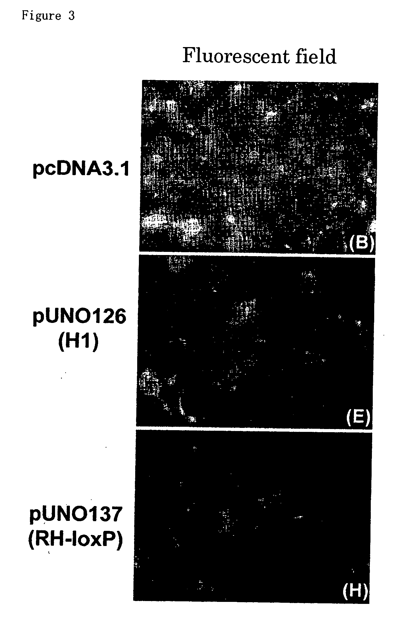 Novel rna polymerase III promoter, process for producing the same and method of using the same