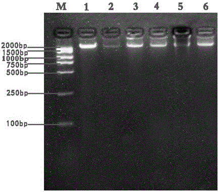 Method and PCR specificity identifying primers for identifying rhizoma bletillae and adulterants of rhizoma bletillae