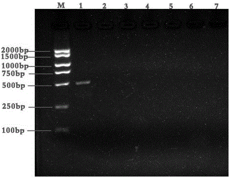 Method and PCR specificity identifying primers for identifying rhizoma bletillae and adulterants of rhizoma bletillae