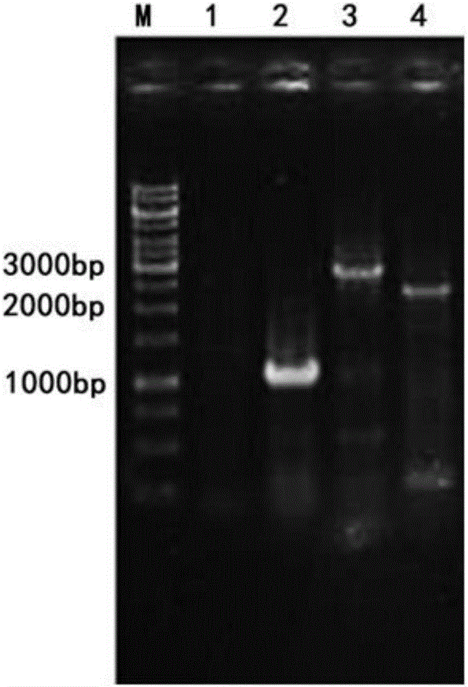 Aureobasidium pullulan alb1 gene knockout mutant strain and application thereof