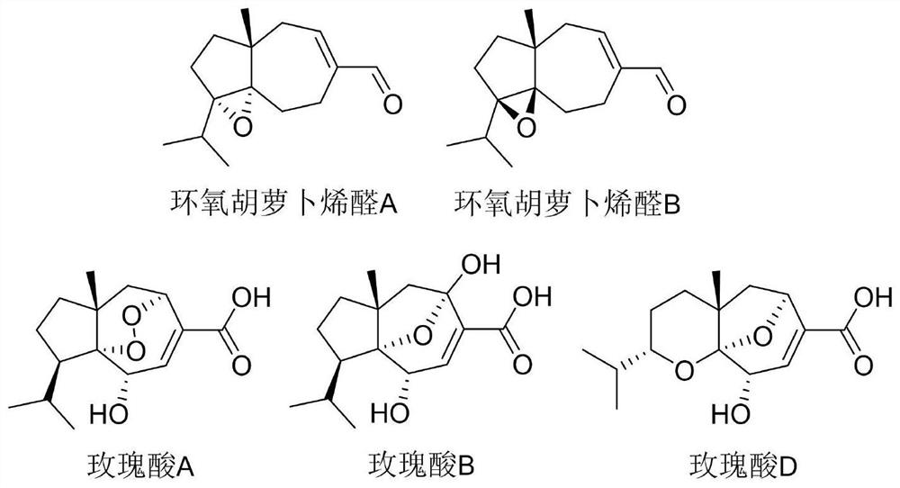 Application of epoxycarotene a and b in the preparation of anti-aging drugs for hematopoietic stem cells