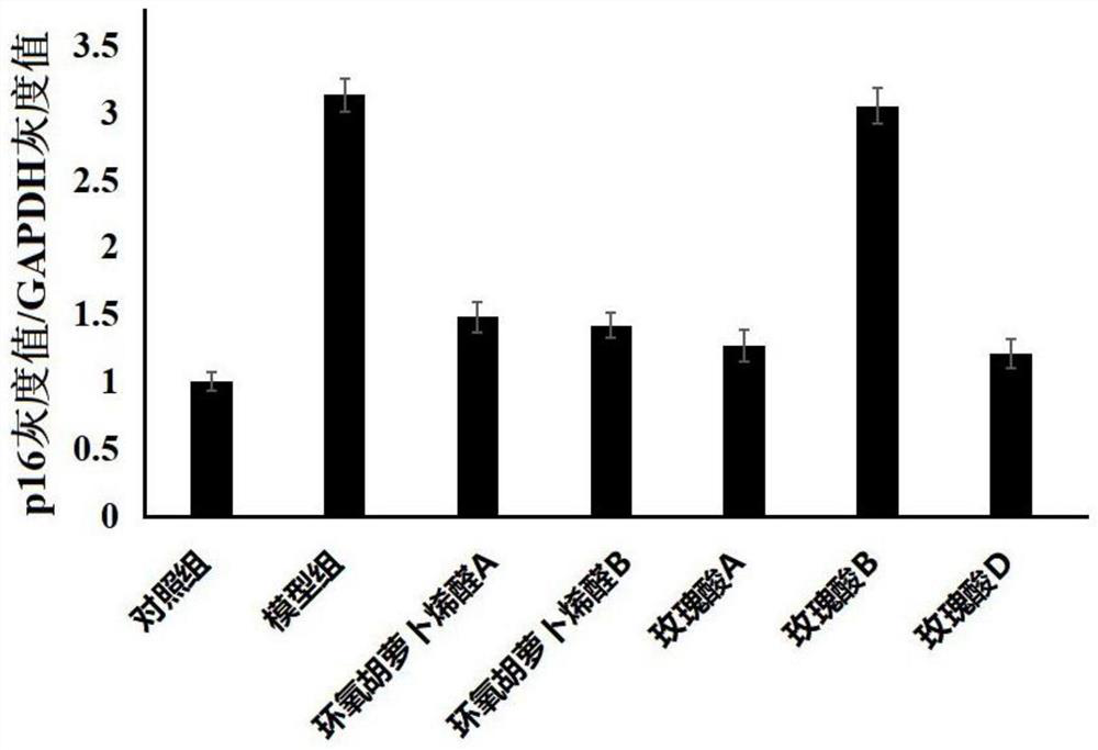 Application of epoxycarotene a and b in the preparation of anti-aging drugs for hematopoietic stem cells