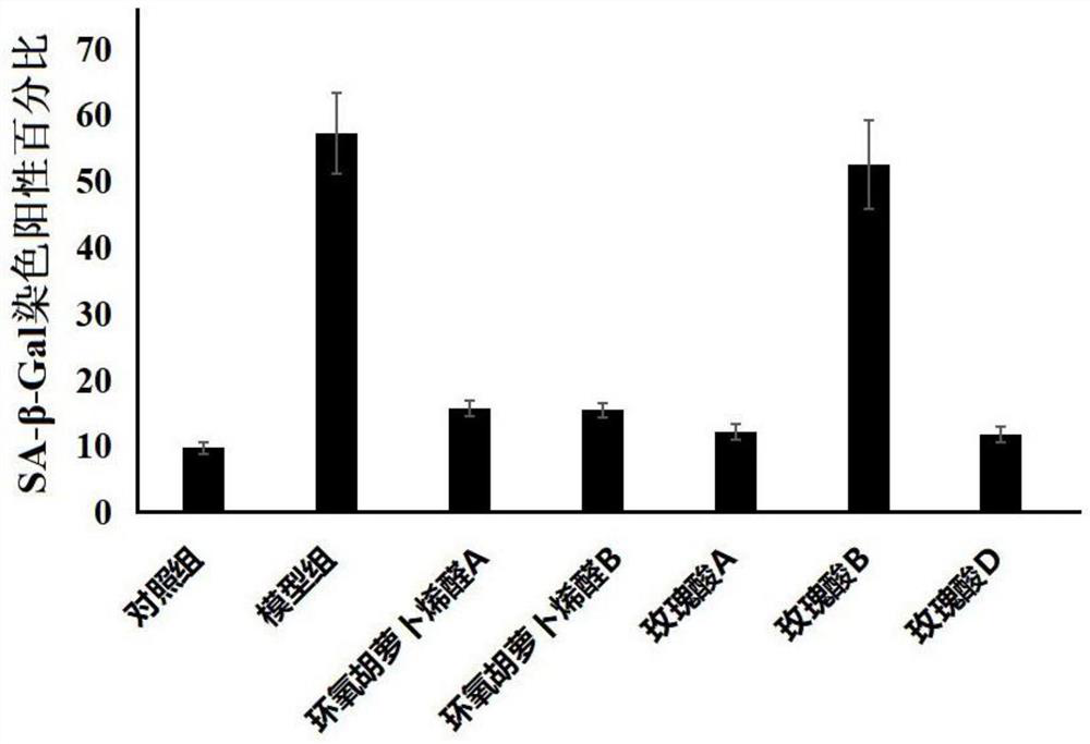 Application of epoxycarotene a and b in the preparation of anti-aging drugs for hematopoietic stem cells