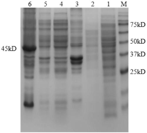 Lactobacillus plantarum nitrite reductase gene, protein coded by gene and applications of protein