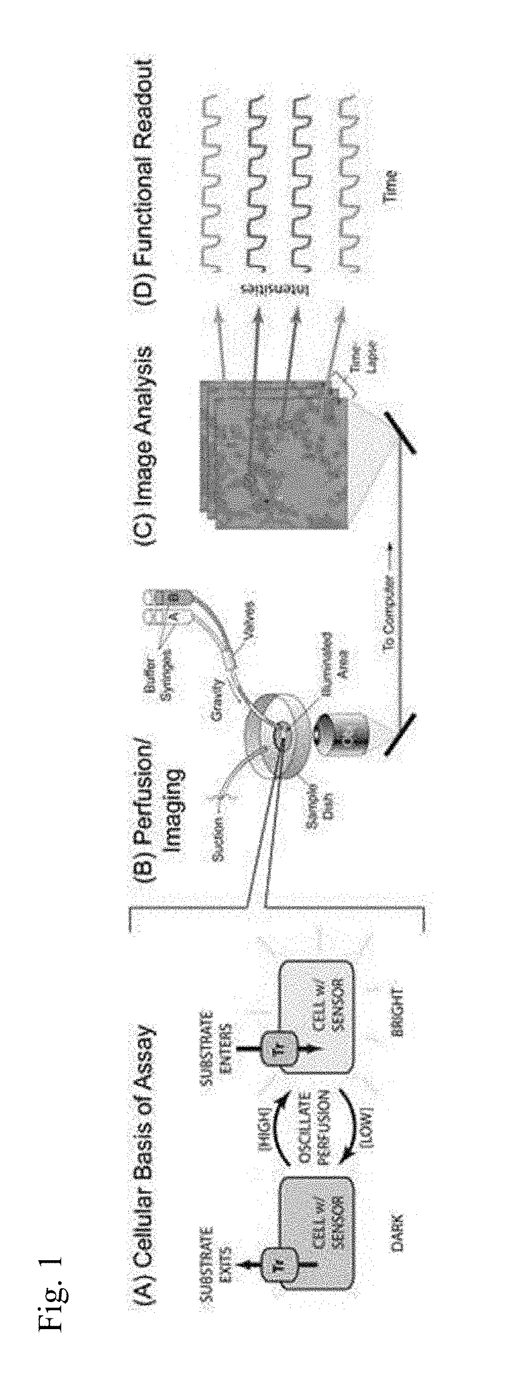 Membrane transporter assay and methods of use