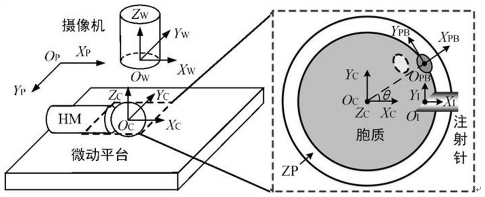 Cell nucleus operation method based on cell nucleus position dynamic drifting modeling