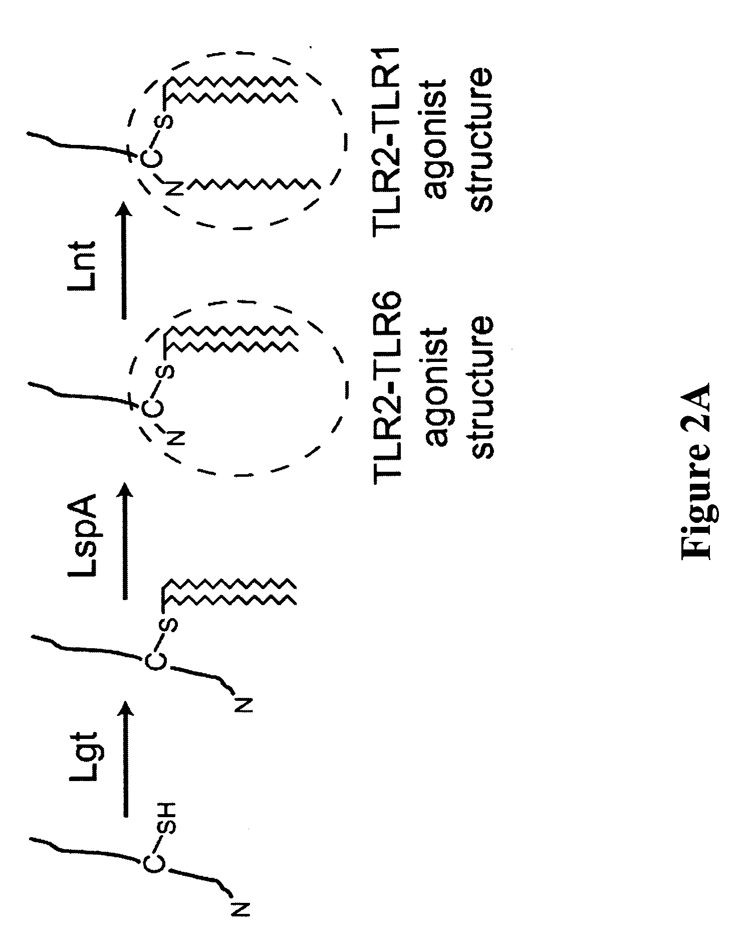 Modified mycobacterium tuberculosis strains and uses thereof