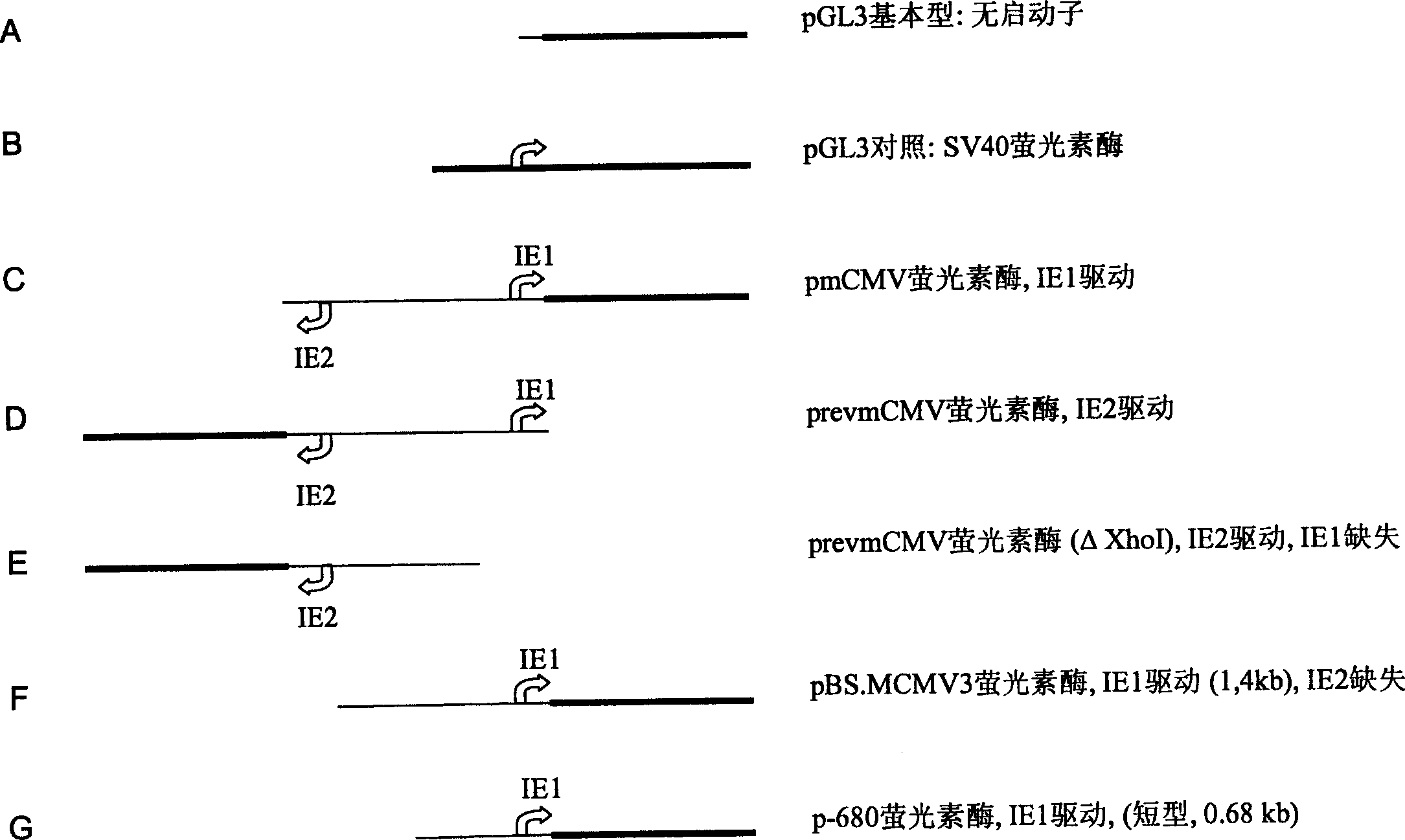 Expression vectors comprising the MCMV IE2 promoter