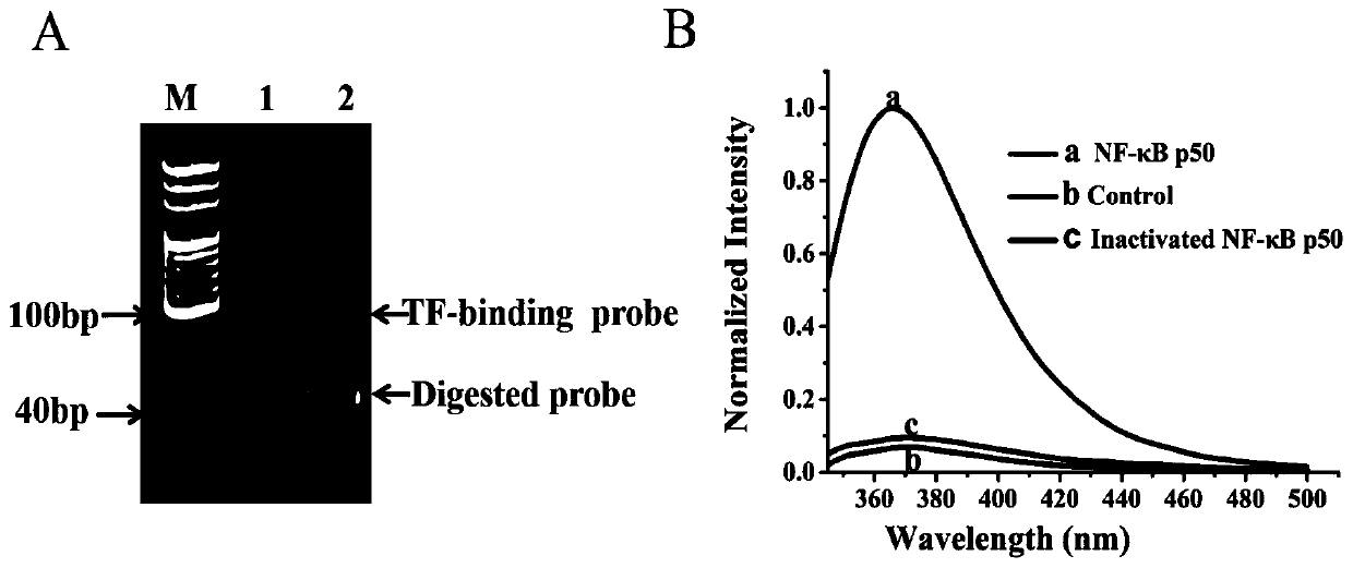 A fluorescent chemical sensor for detecting transcription factor NF-κBP50 and its detection method